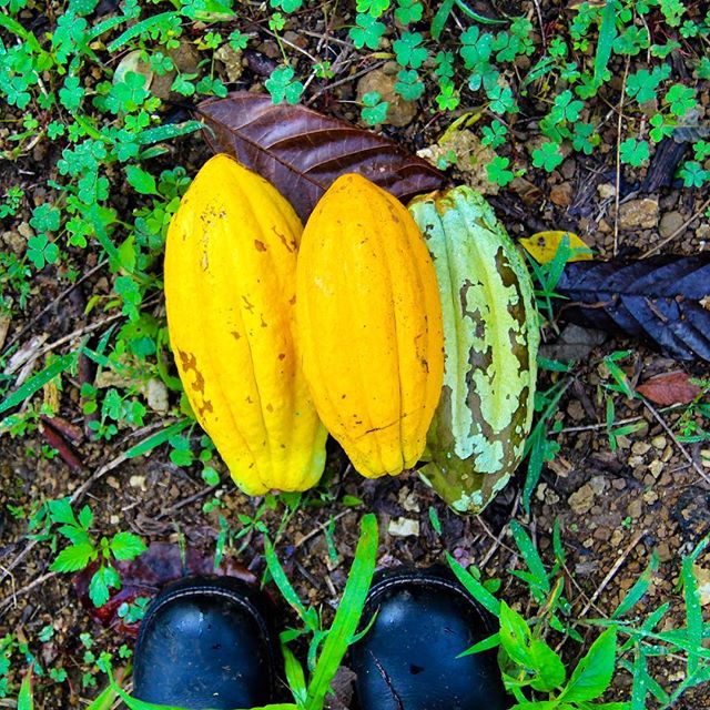 Collecting some pods and waiting for some rain ☔️ #chocolate #pods #cacao #organiceverything #i_colors #island #farm #dominicanrepublic #finca #chocolife