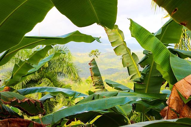 Banana republic!!! And it&rsquo;s raining a bit yay yay #bananatrees #farm #dominicanrepublic #farm #organiceverything #buyfairtrade #island #mountains #viewsfordays #landscapephotography #landscape
