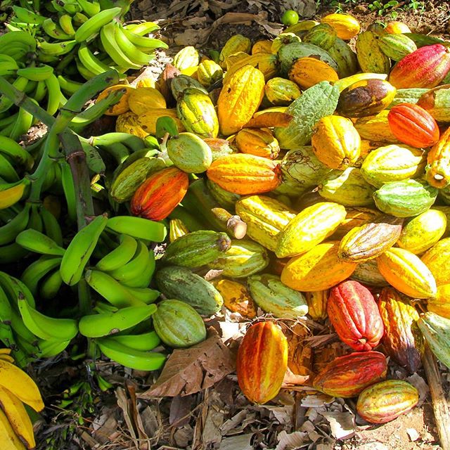 Pods and nana&rsquo;s!! 🍌🍫 #chocolate #banana #farm #dominicanrepublic #cacao #ig_color #farmlife #preharvest #buyfairtrade #organic