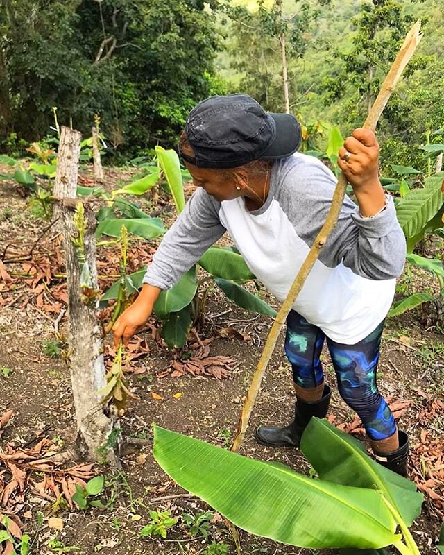 Doing a bit of pruning while social distancing 🧹 #chocolatefarm #cacao #organic #familyowned #dominicanrepublic #farmlife