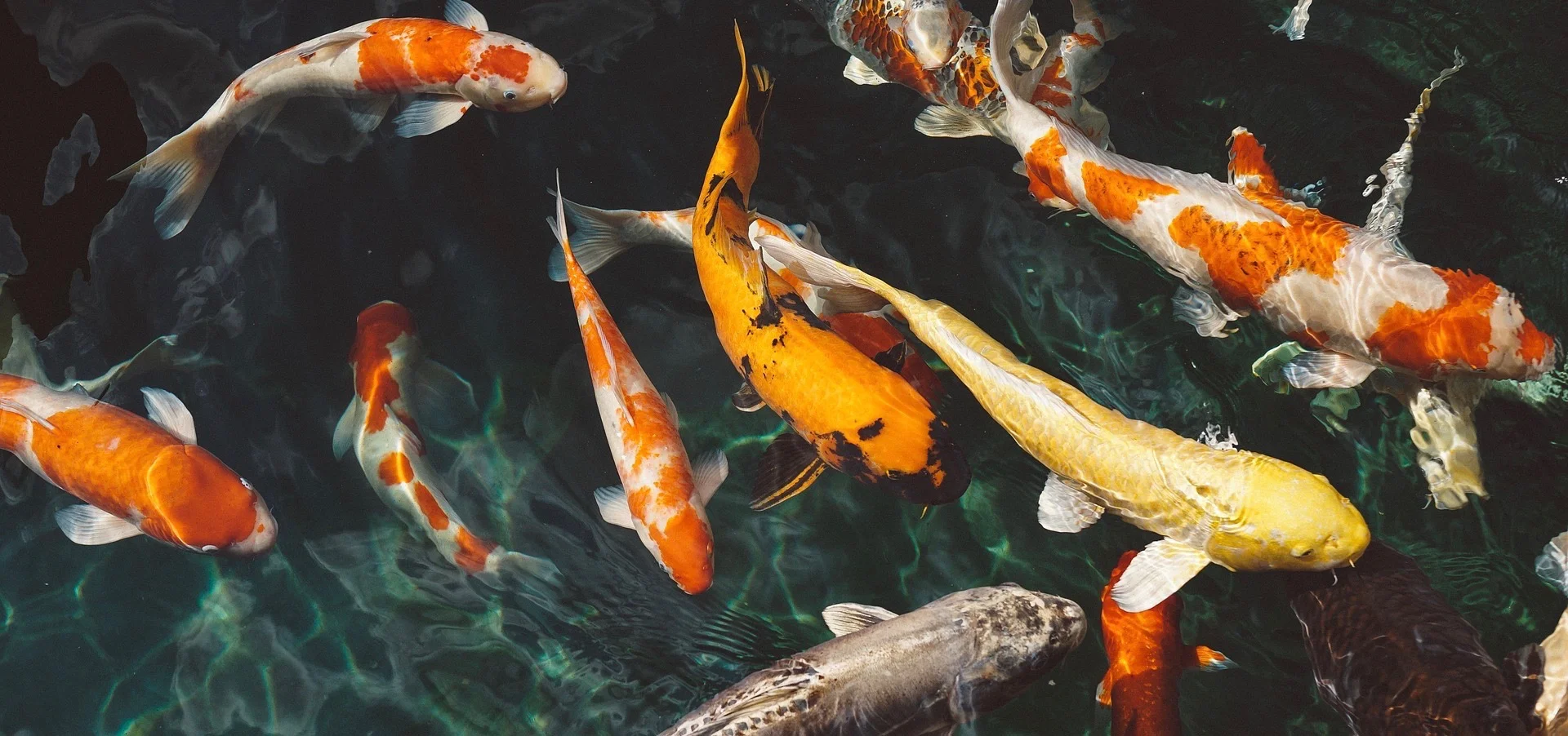 koi-fish-1868779_1920.jpeg