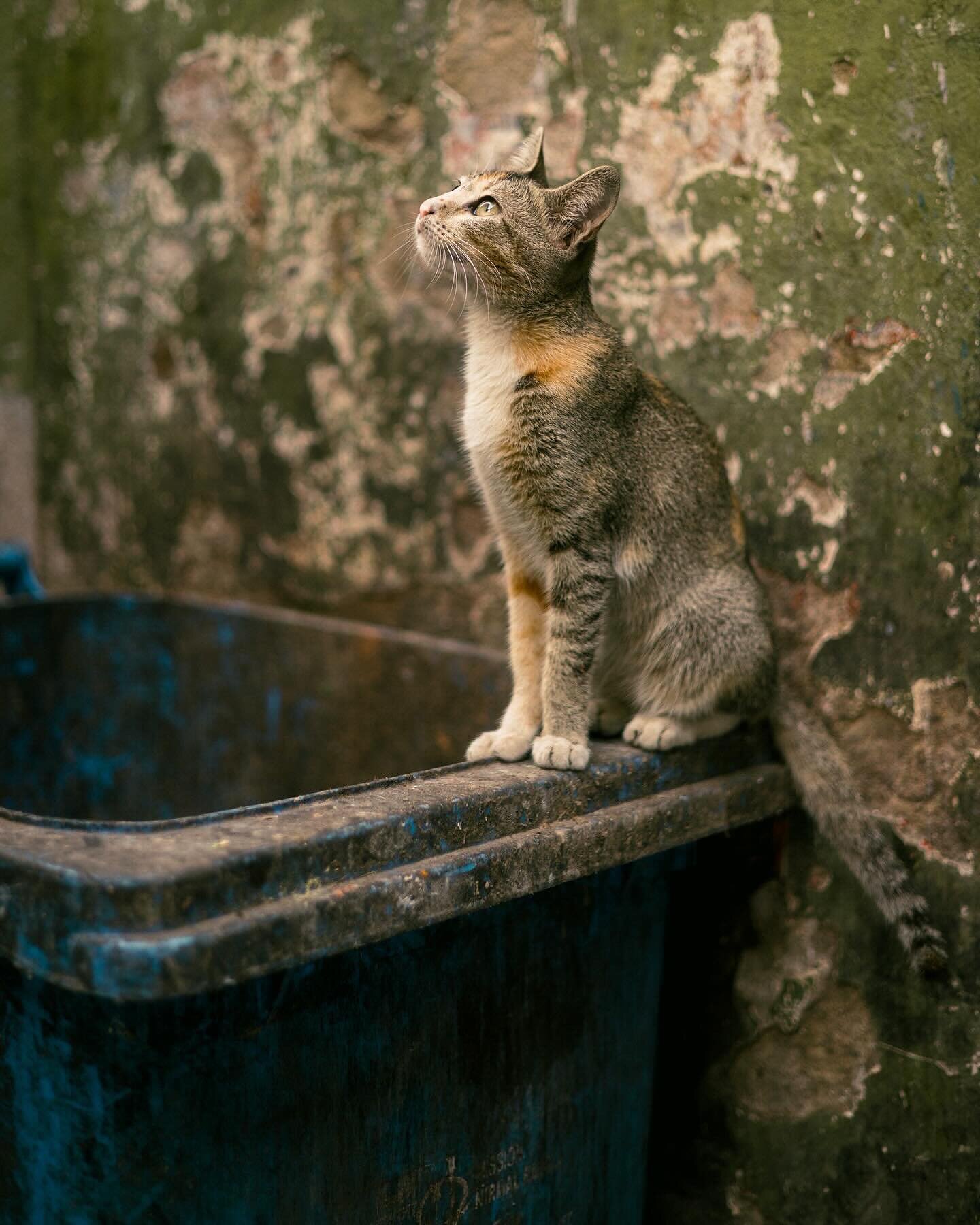 Cats of India