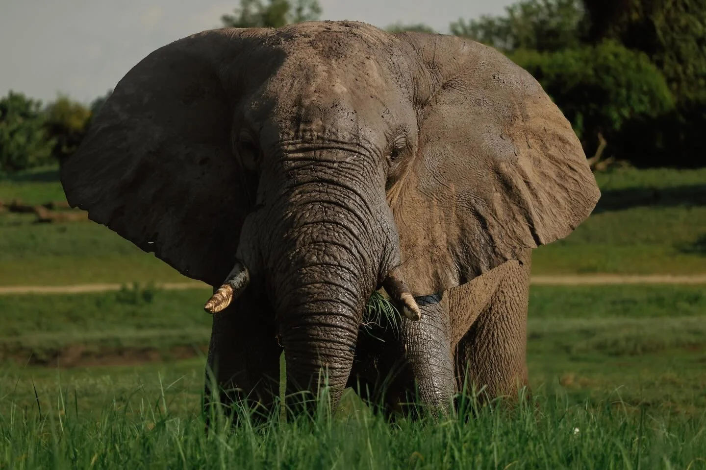 Chobe National Park river cruise