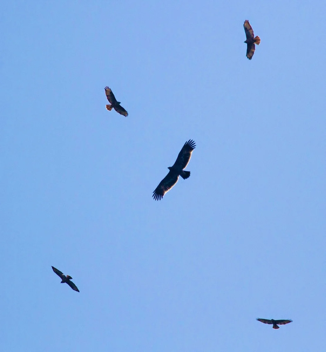 Juvenile Steppe Eagle amongst Steppe Buzzards. Photo by John Wright.