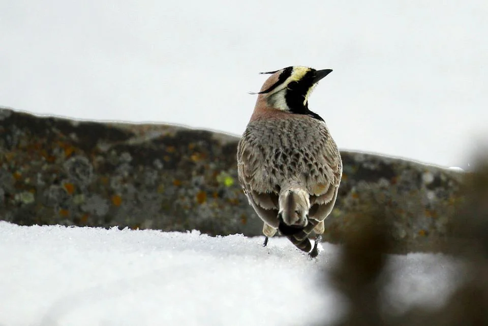 Caucasian Horned Lark. Photo by Johannes Jansen.