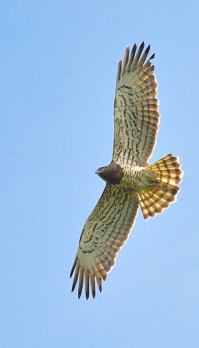 Short-toed Eagle. Photo by Alan Dalton.
