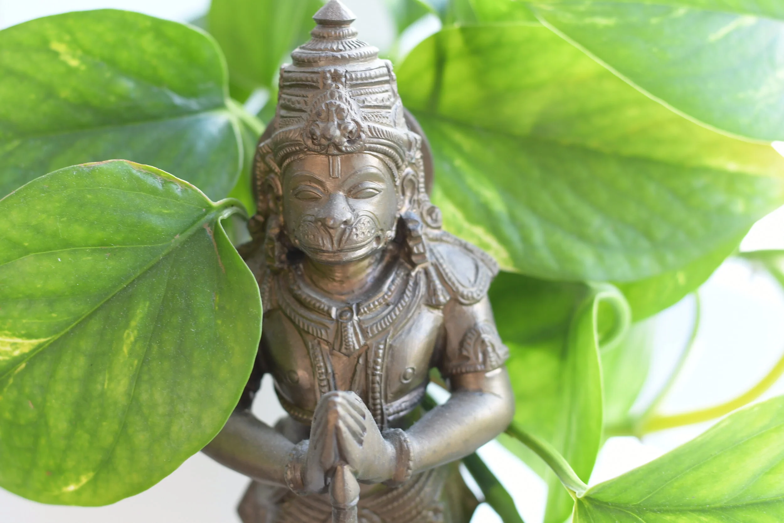 AYV online schedule &amp; Studio Announcements