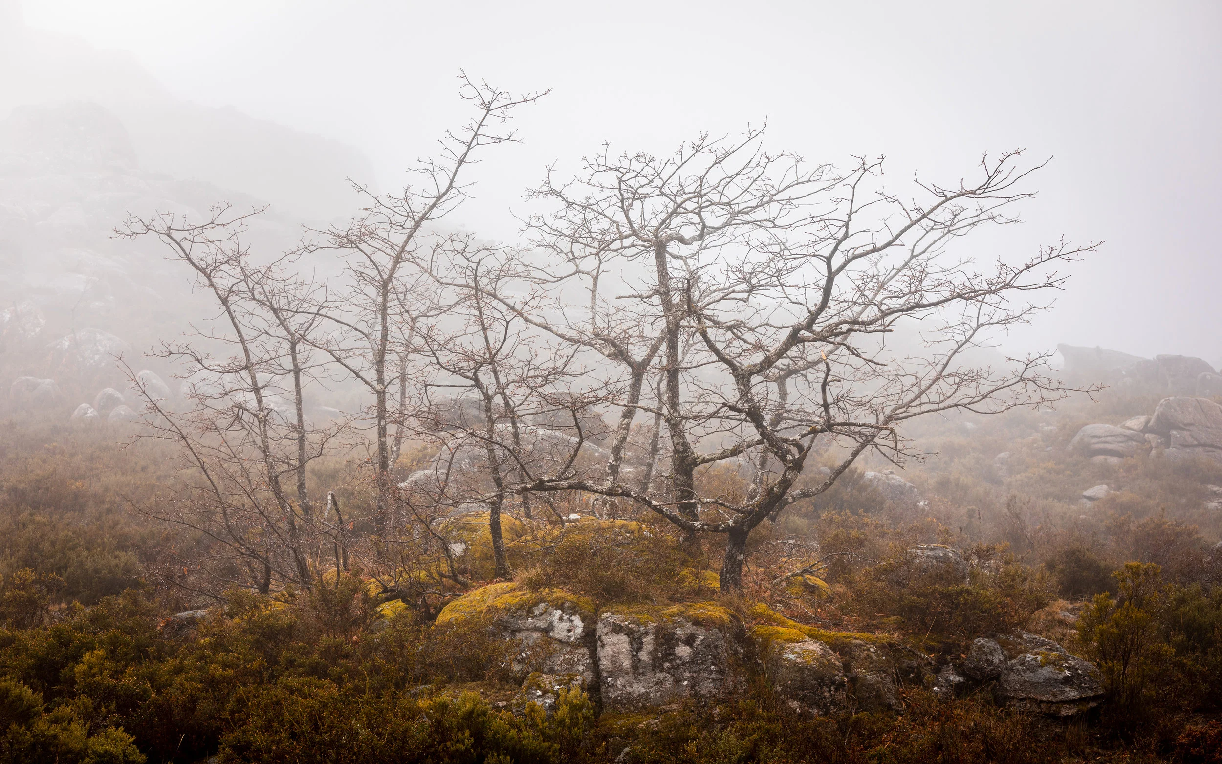 Muitas vezes desprezados, os detalhes mais íntimos de uma paisagem podem resultar em imagens calmas mas ao mesmo tempo com impacto. Pessoalmente, adoro fotografar nestas condições climatéricas pois abrem um novo mundo de possibilidades e composições que de outra forma não estão disponíveis!