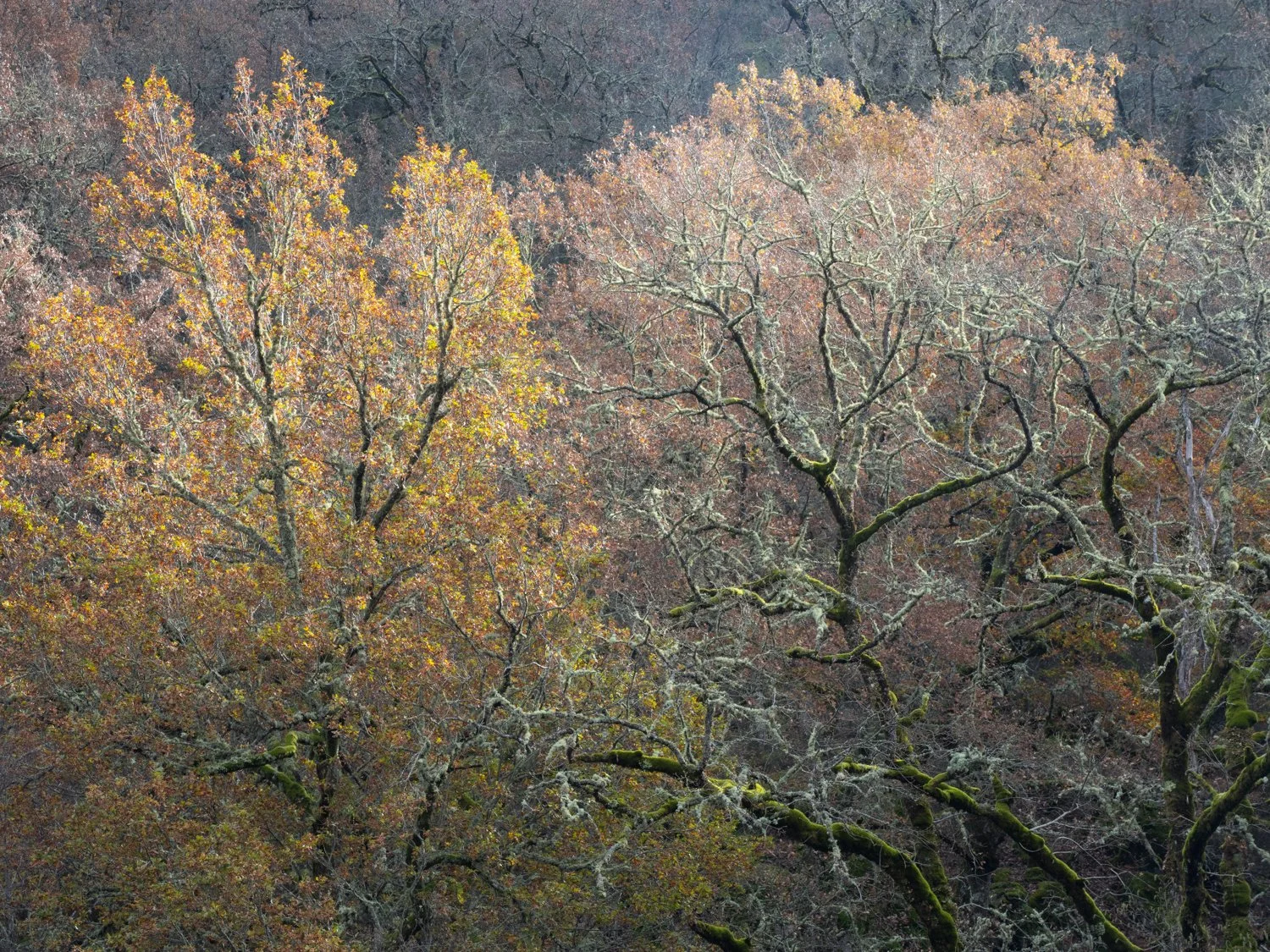 Árvores com galhos retorcidos e sem folhas em uma floresta de outono.