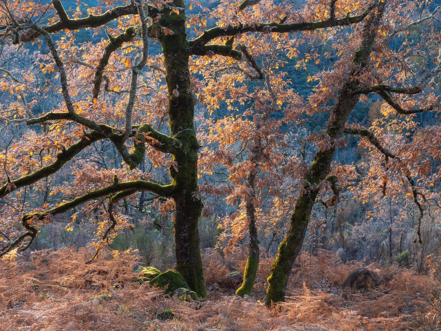 Fotografia de Natureza, Parque Natural da Peneda-Geres. Árvore de tronco escuro com musgo, com folhas outonais alaranjadas em uma floresta densa ao fundo.