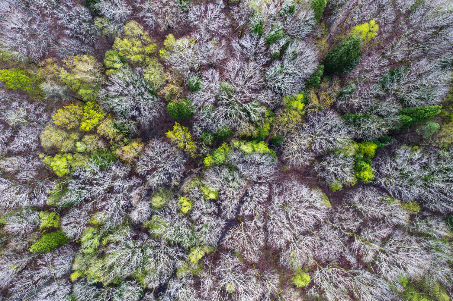 DJI_0655-Enhanced-NR.jpg