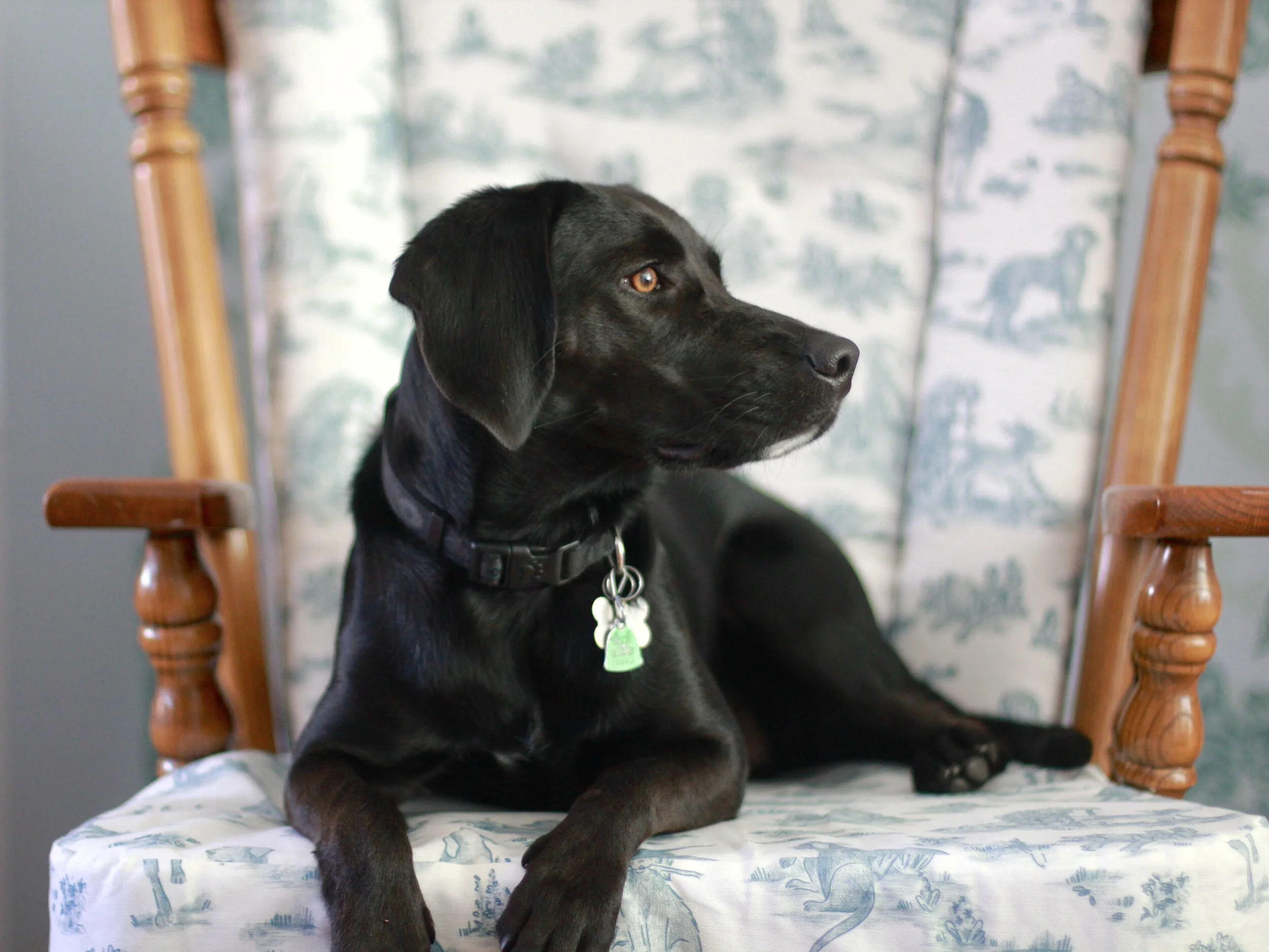 Hounded Toile Armchair Detail 4.jpeg