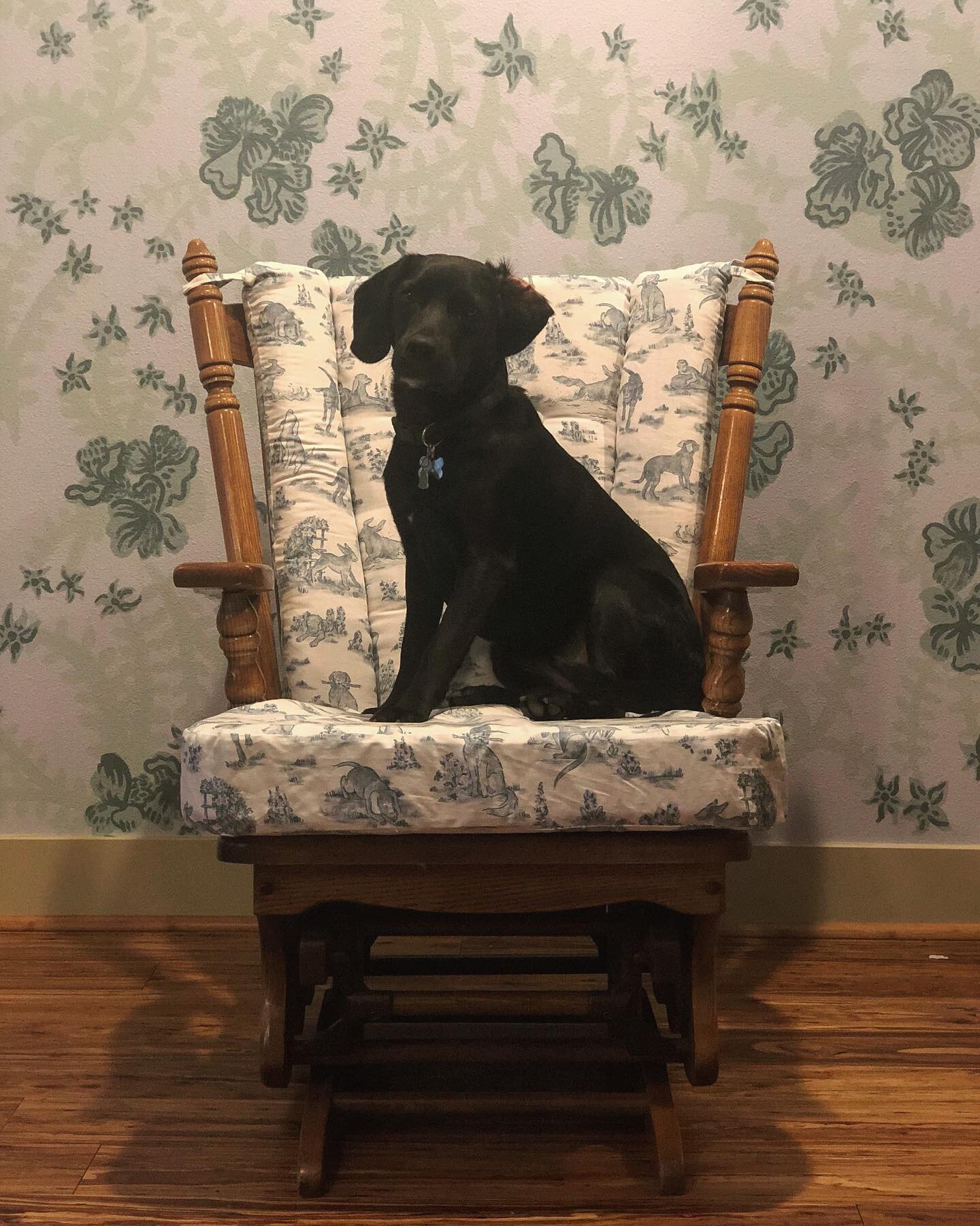 My Hounded Toile pattern now exists off my screen and in the very real world of my living room! ✨ 🪑: Thanks to @skyemcneill &lsquo;s incredible upholstering skills!