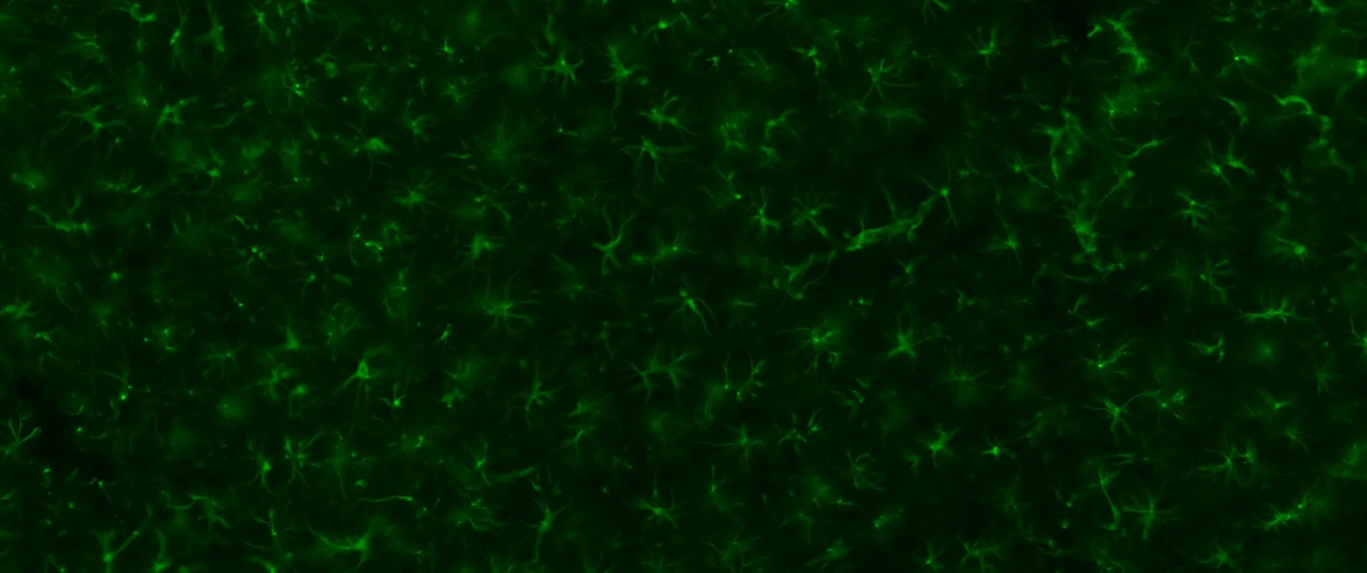 Vacancy for a PhD candidate