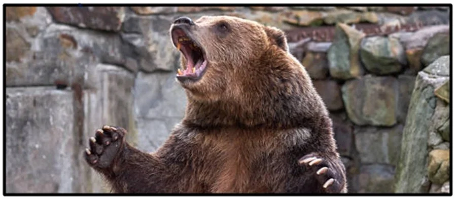 Getaway Bear STB_45.jpg