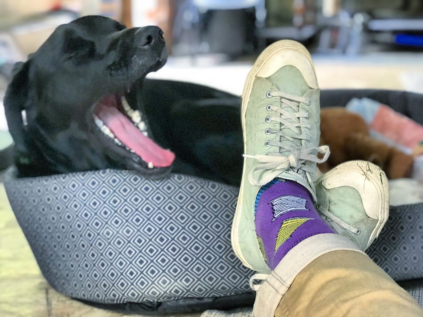 Henceforth all of my product photos will feature our yawning dog 🥳
(Imagine he&rsquo;s shouting &lsquo;roll up, roll up, get your sewing thread socks here! Chapeau wants more treats!&rsquo;)