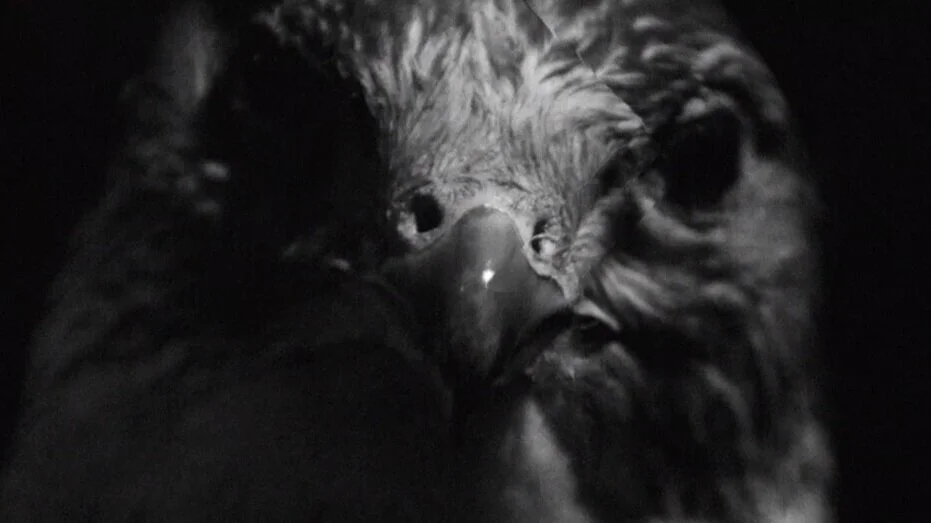 Dark+on+Tuesdays+-+Birds+%282015%29.00_00_10_19.Still003.jpg