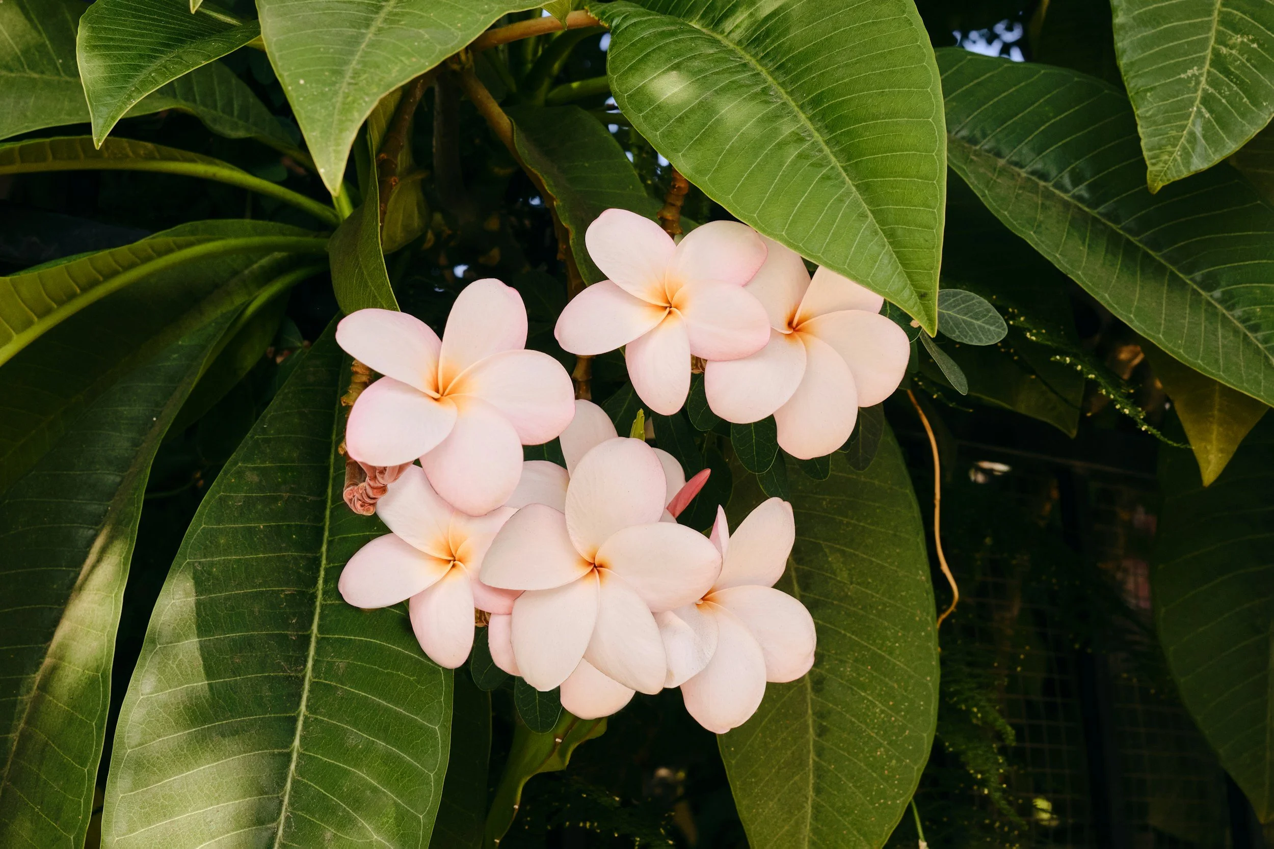Cluster of pale pink and cream plumeria flowers surrounded by large green leaves.