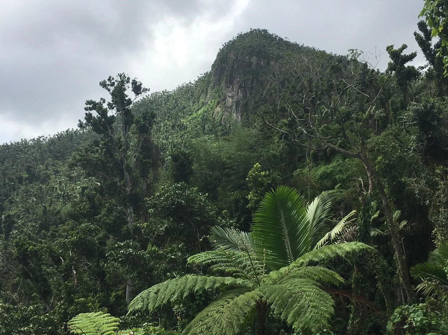 Mountain summit in El Yunque