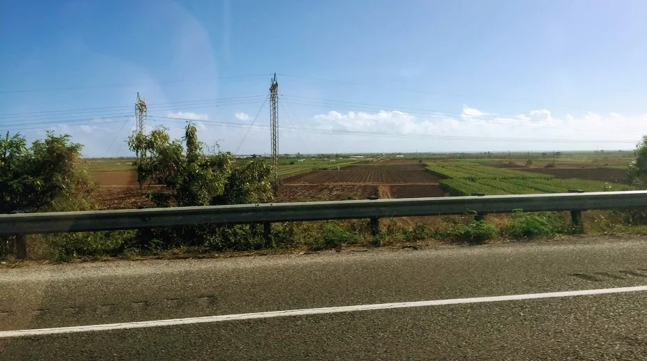 Pioneer corn fields along the highway driving from Juana Diaz to San Juan.