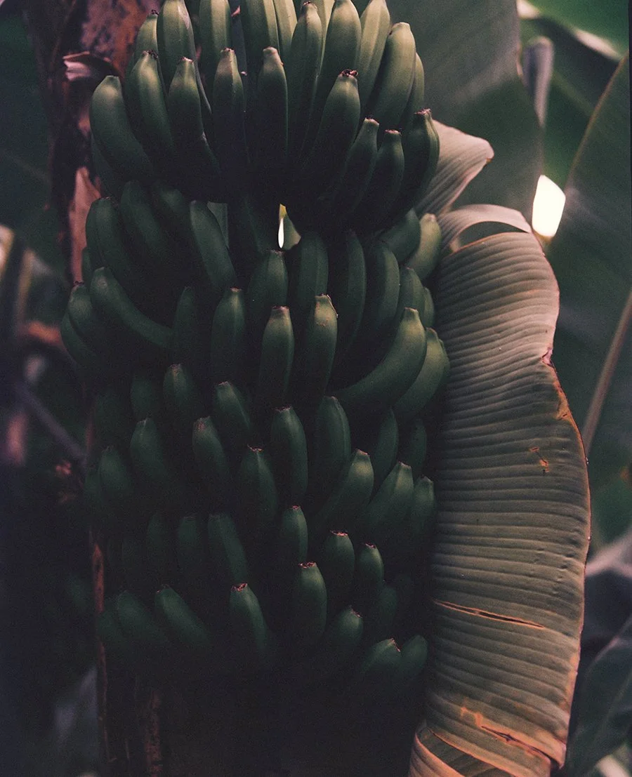 roxanafuentes.madeira.jpg