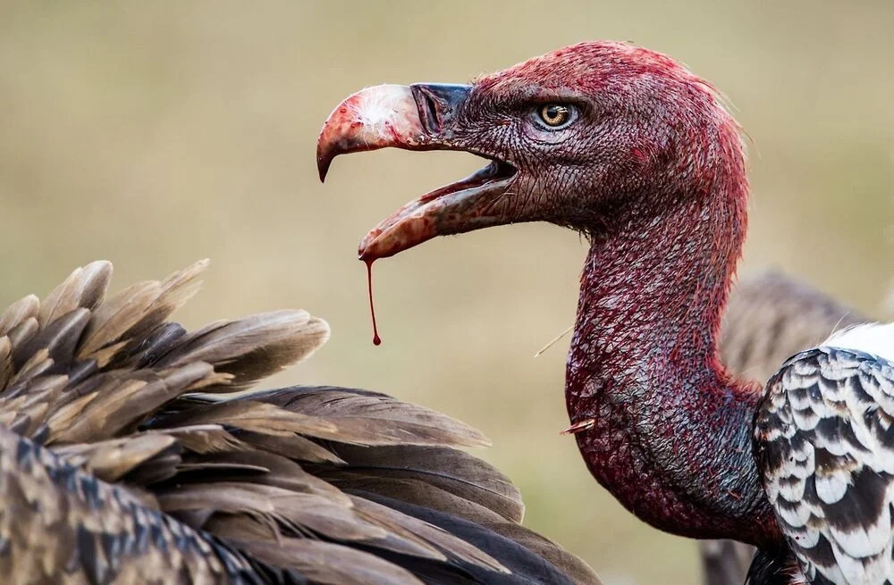 EXCLUSIVE: 50 Landlords Own 27,600 Homes In The Twenty-Six Counties