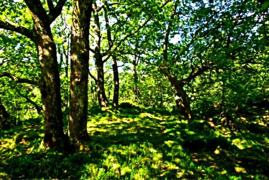 "Coillte/Gresham House Forestry Deal Is Just The Thin Edge Of The Wedge" - Fiona Moran