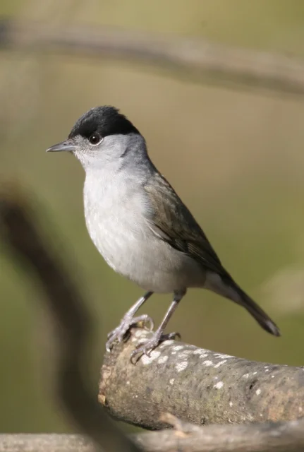 male blackcap