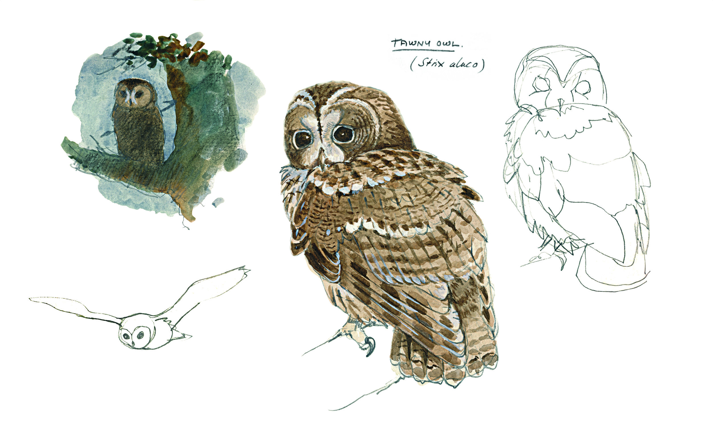 TAWNY OWL (Strix aluco) - Chouette hulotte — wildechoes