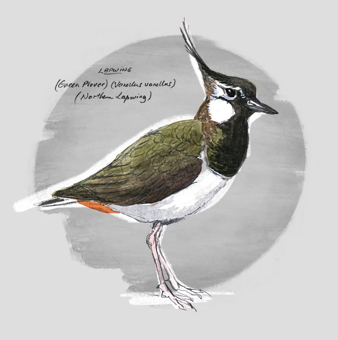 LAPWING (Vanellus vanellus) - Vaneau huppé