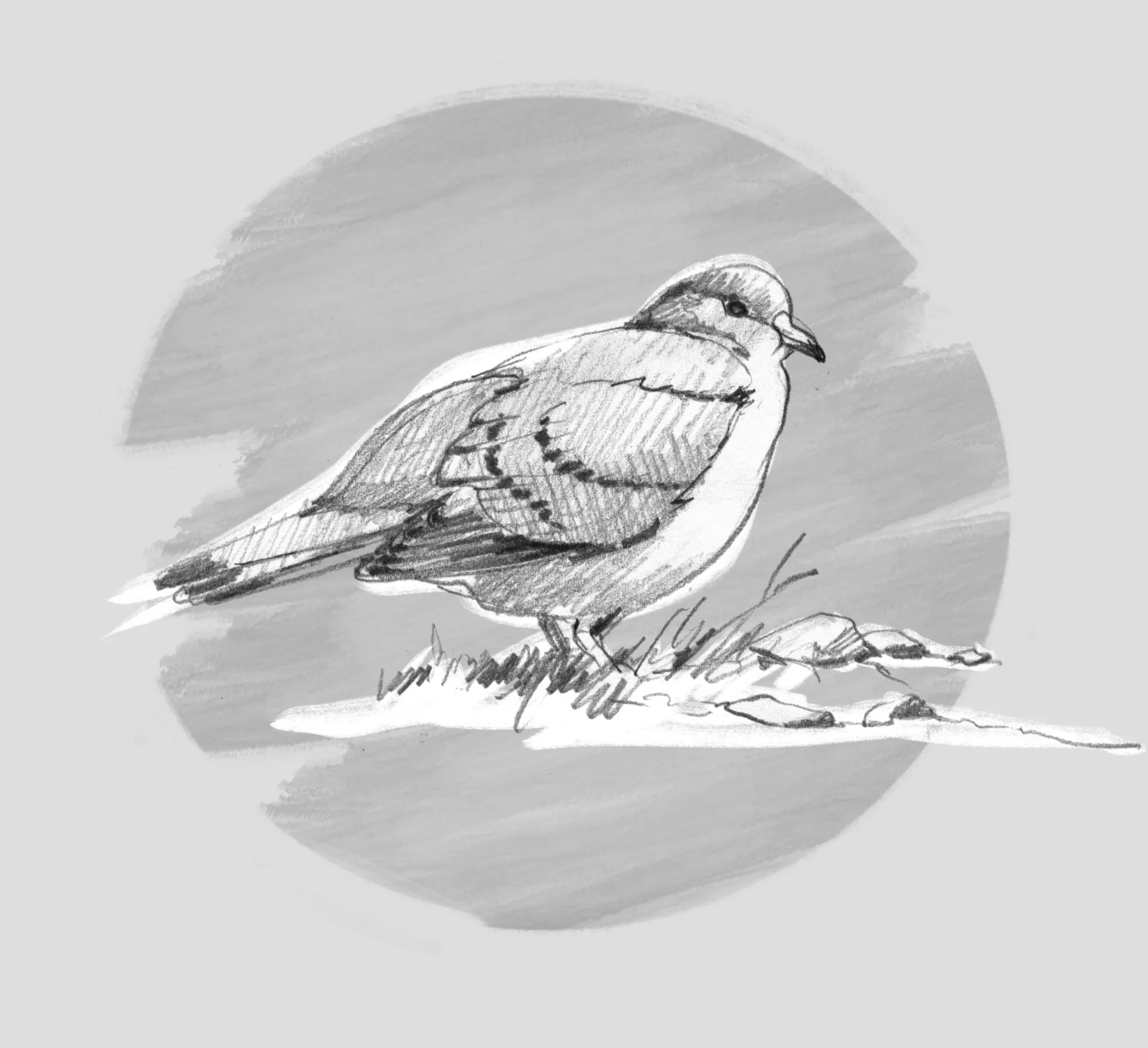 STOCK DOVE (Columba oenas) - Pigeon columbin