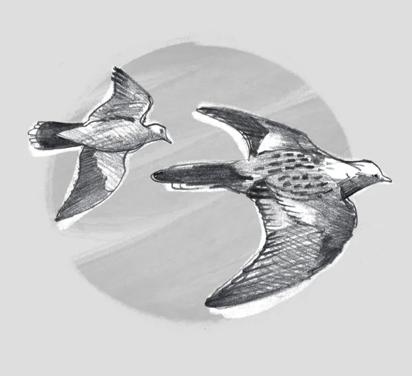 TURTLE DOVE (Streptopelia turtur) -Tourterelle des bois