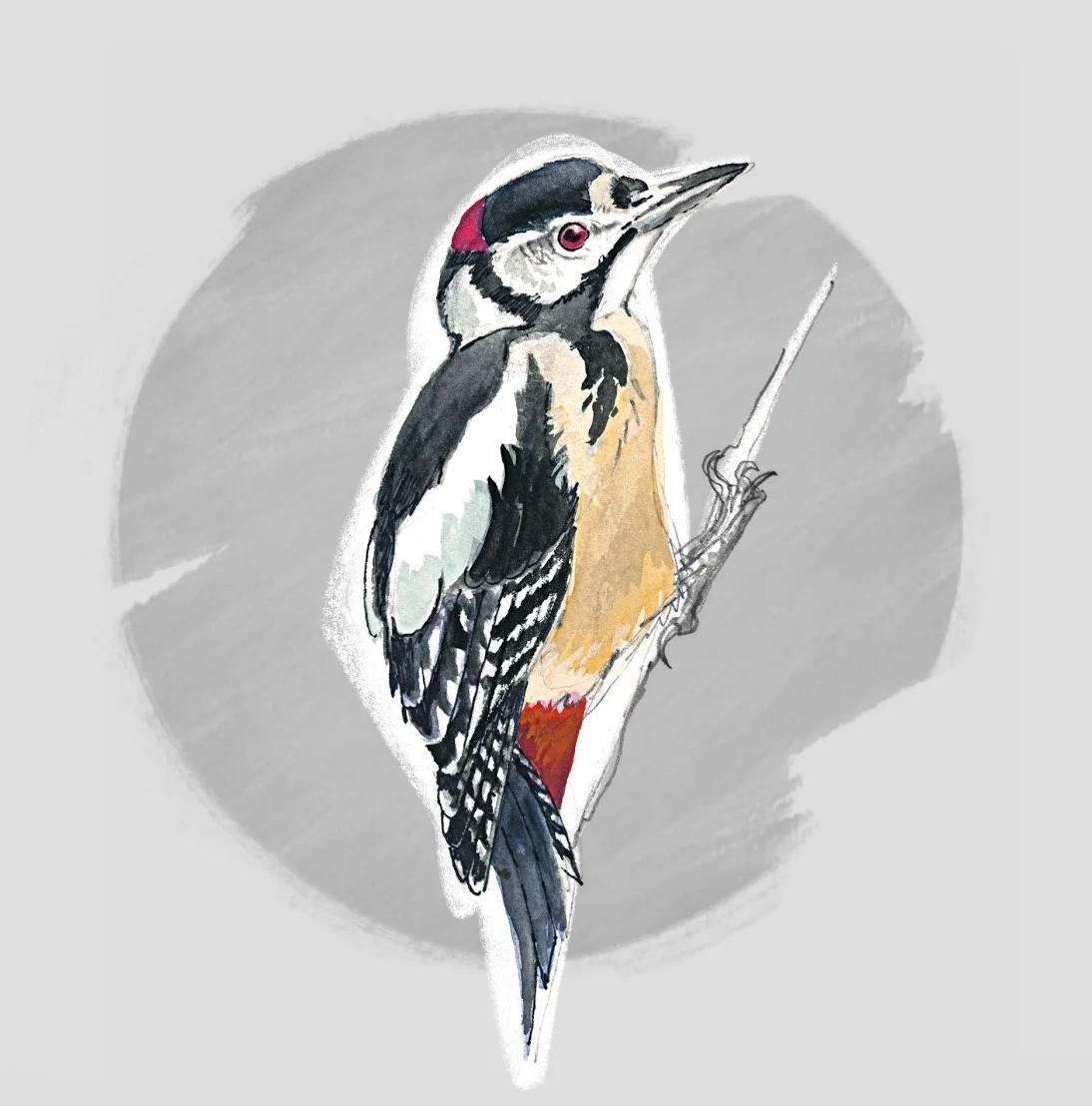 GREAT SPOTTED WOODPECKER (Dendrocopos major) - Pic épeiche