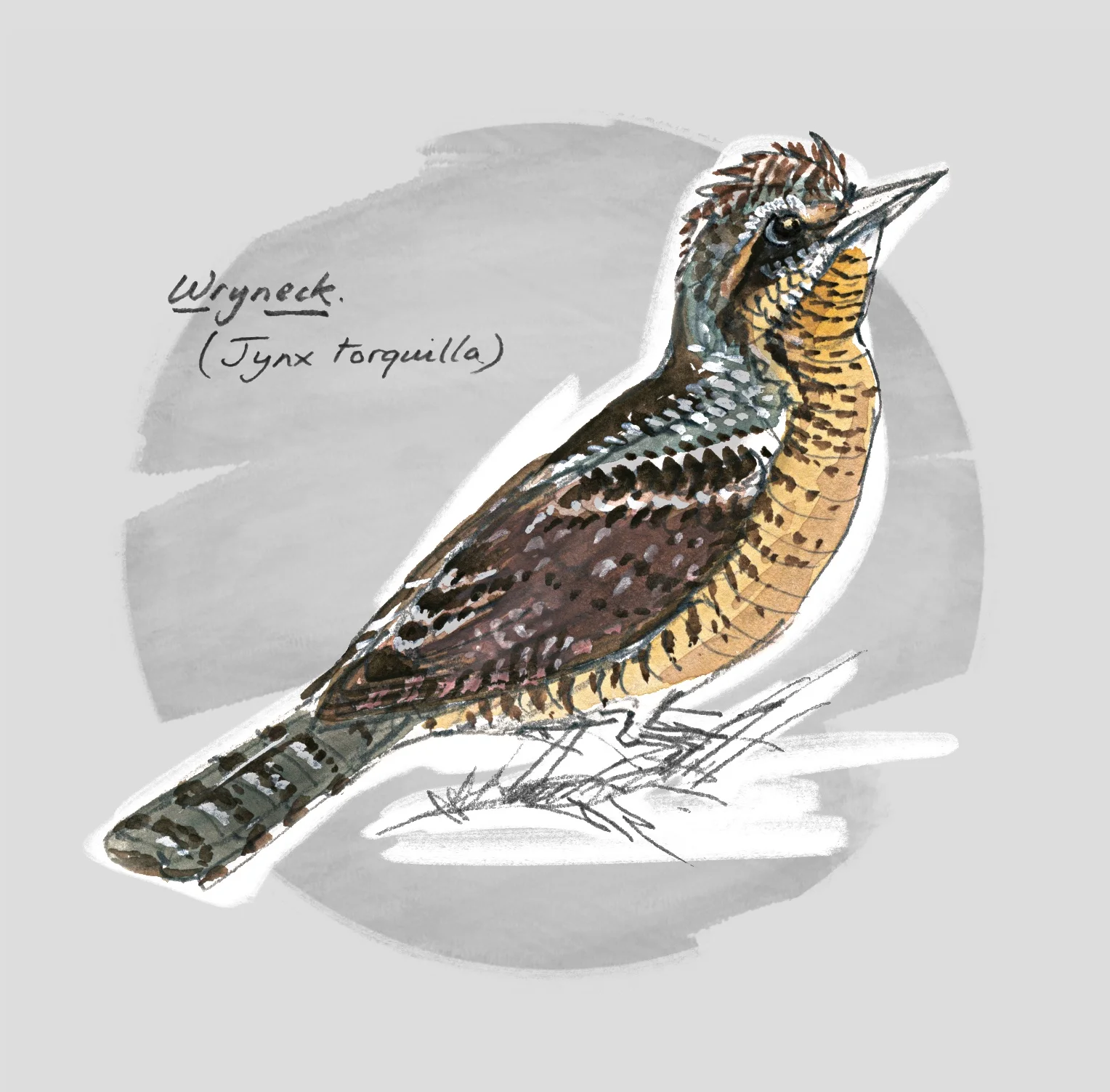 WRYNECK (Jynx torquila) - Torcol fourmilier