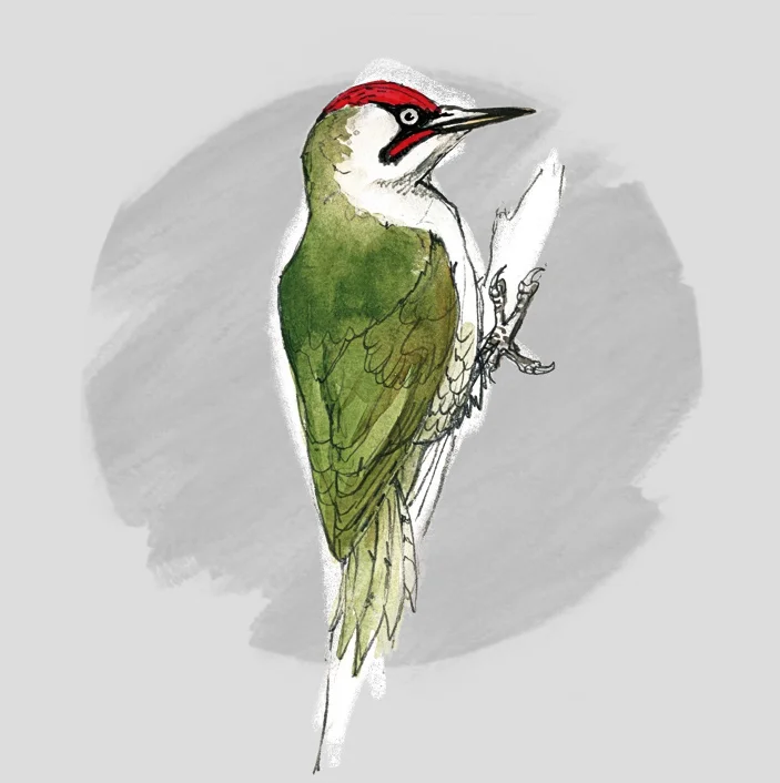 GREEN WOODPECKER (Picus viridis ) - Pic vert