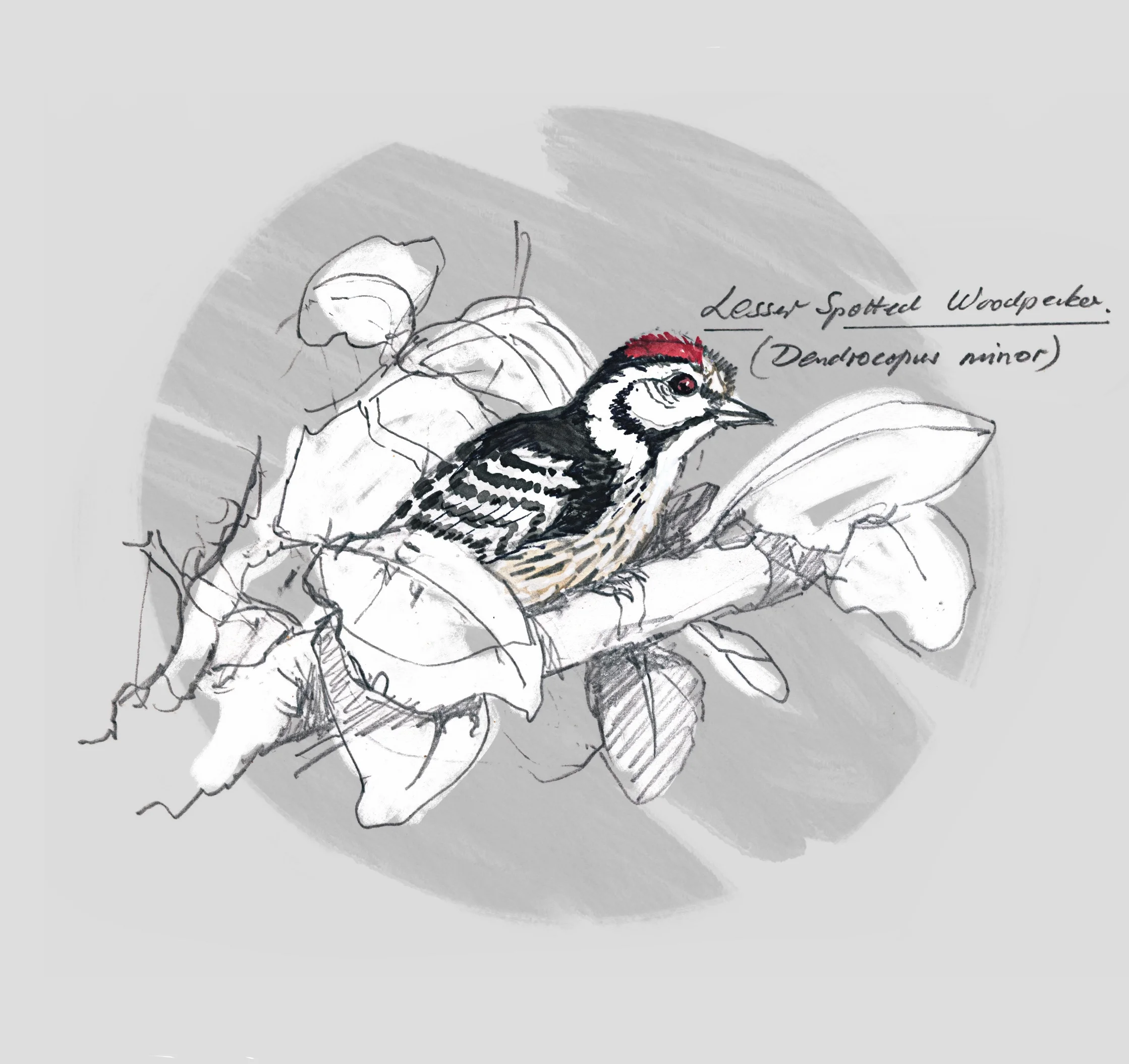 LESSER SPOTTED WOODPECKER (Dendrocopos minor) - Pic épeichette