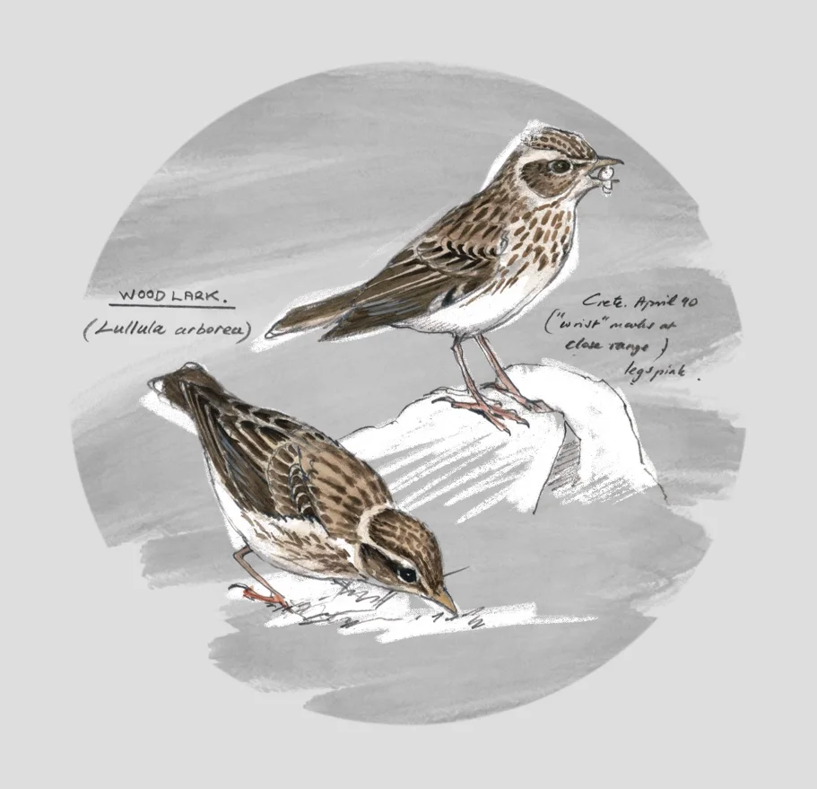 WOODLARK (Lullula arborea) - Alouette lulu