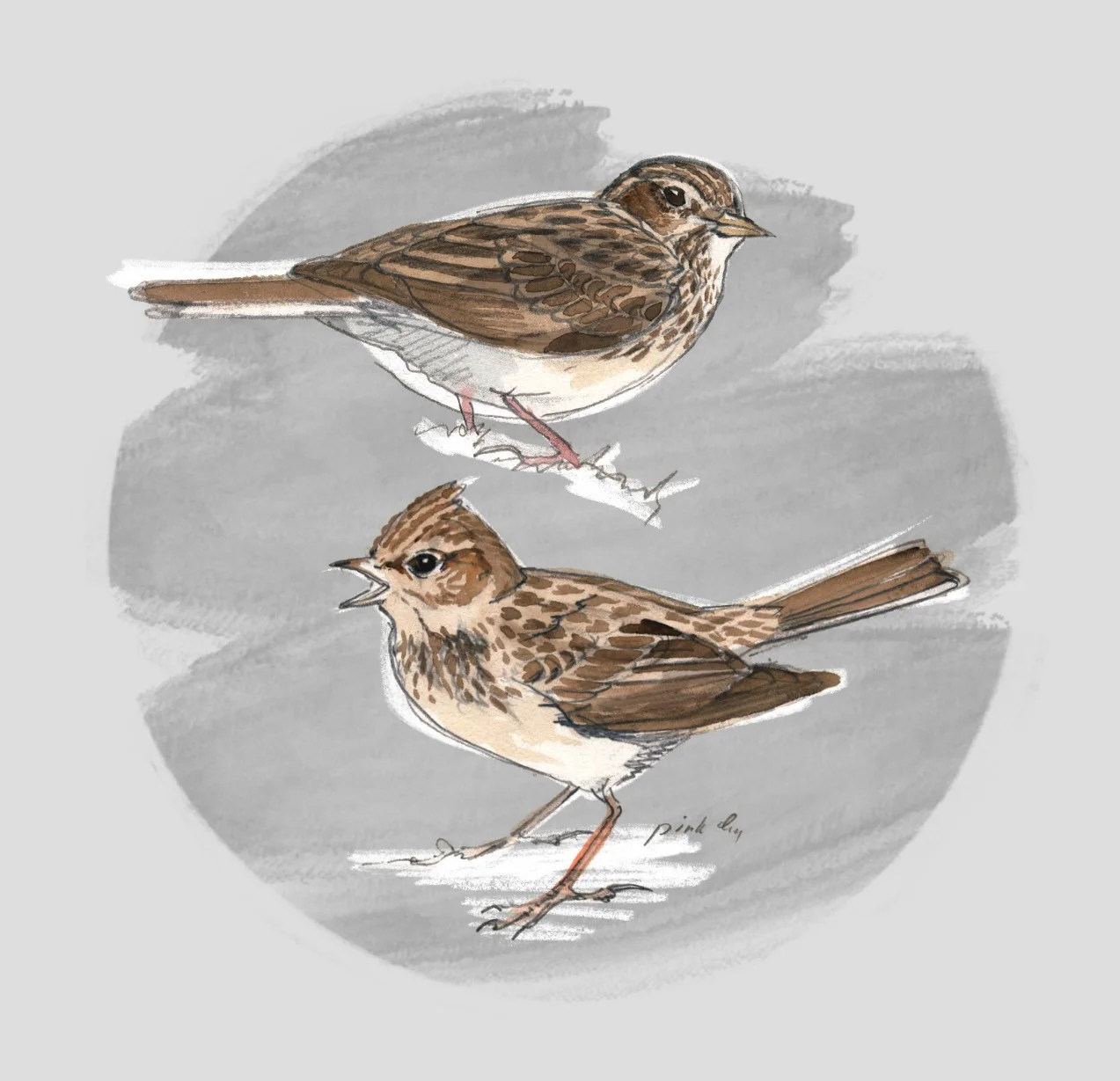SKYLARK (Alauda arvensis) - Alouette des champs