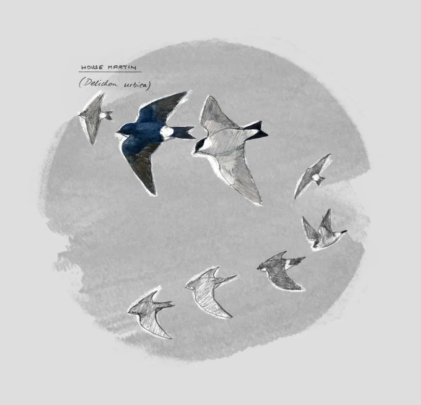 HOUSE MARTIN (Delichon urbicum) - Hirondelle de fenêtre