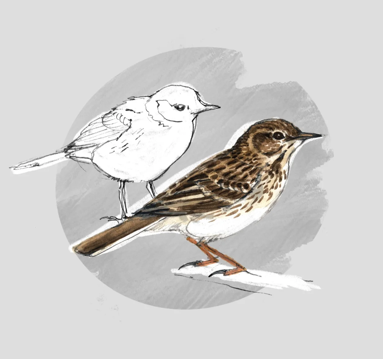 MEADOW PIPIT (Anthus pratensis) - Pipit farlouse