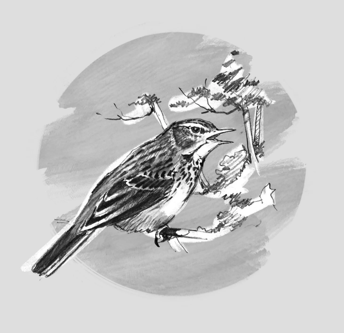 TREE PIPIT (Anthus trivialis) - Pipit des arbres