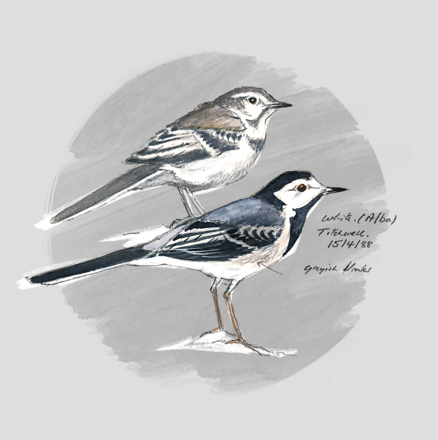WHITE WAGTAIL (Motacilla alba) - Bergeronnette grise