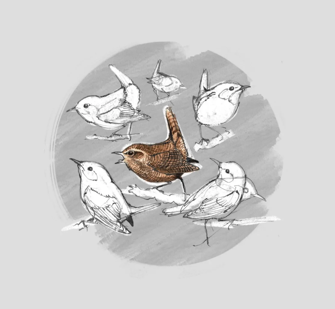 WREN (Troglodytes troglodytes) - Troglodyte mignon