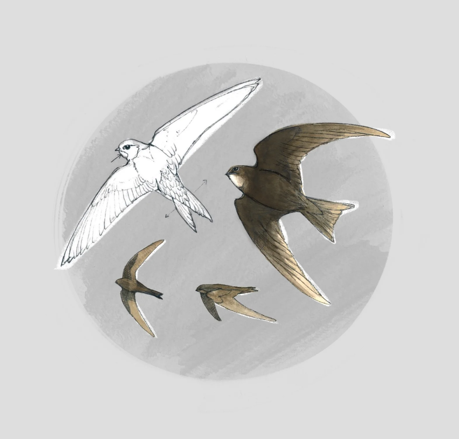 COMMON SWIFT (Apus apus) - Martinet noir