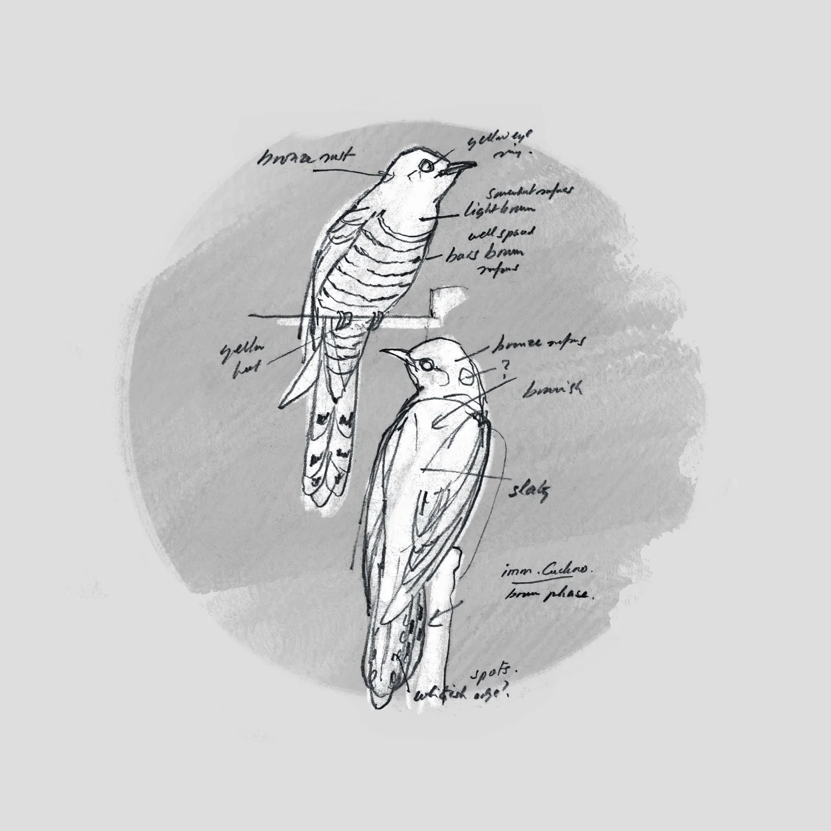 COMMON CUCKOO (Cuculus canorus) - Coucou gris