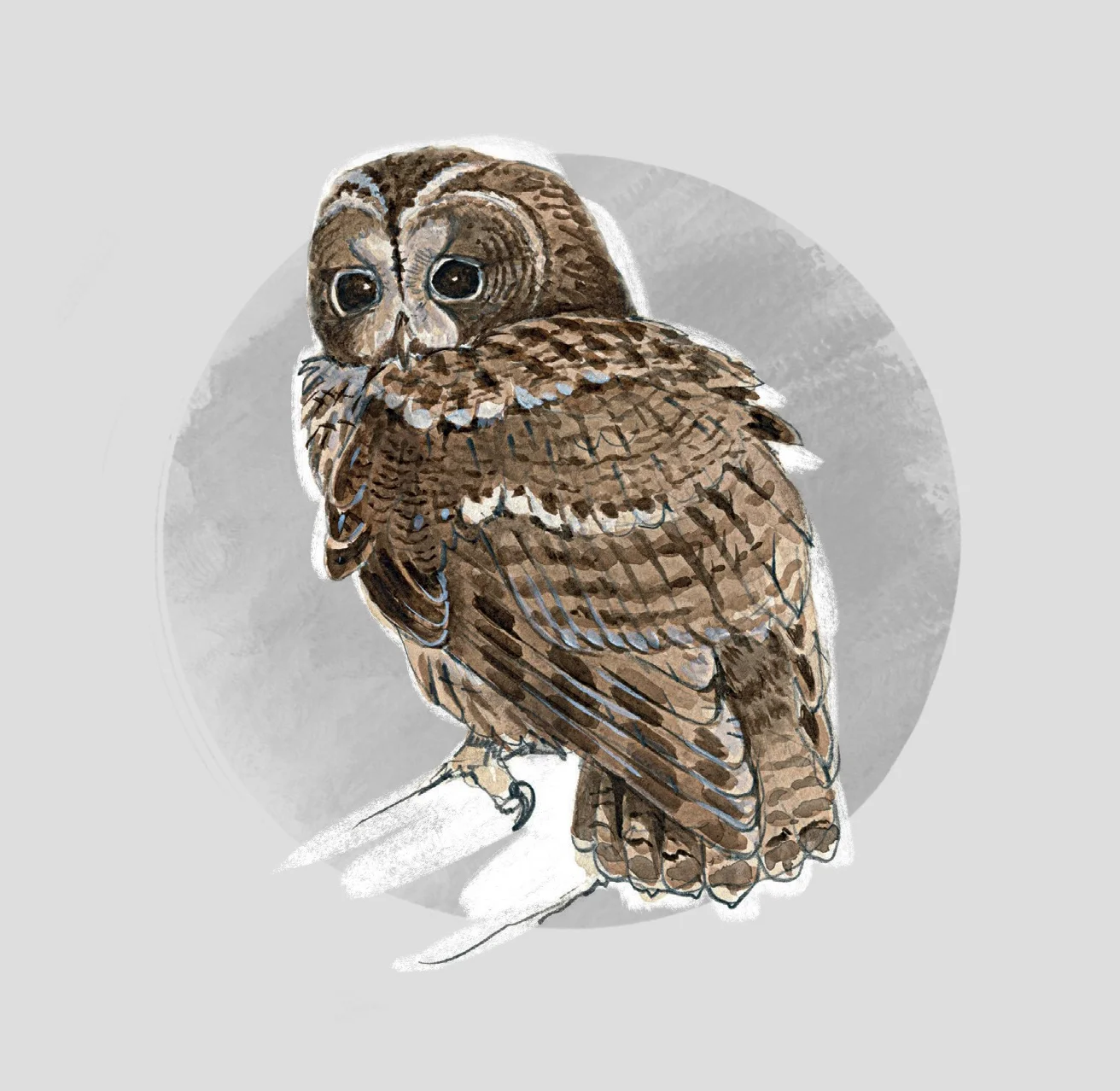 TAWNY OWL (Strix aluco) - Chouette hulotte