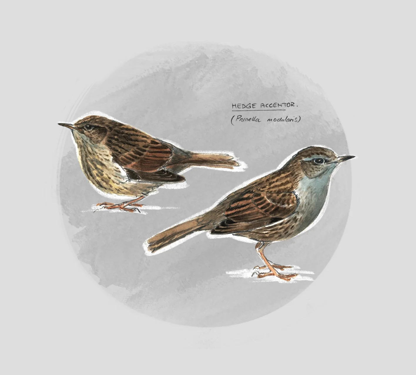 HEDGE ACCENTOR / DUNNOCK (Prunella modularis) - Accentor mouchet
