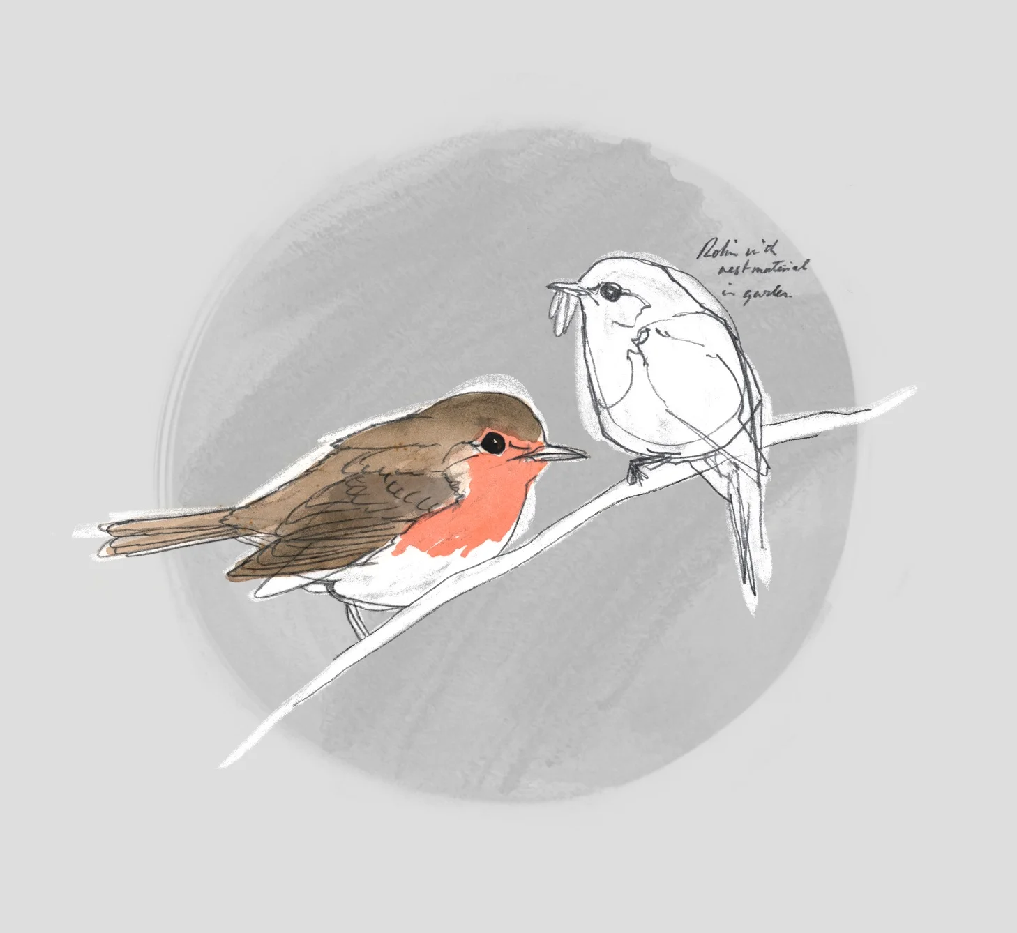 ROBIN (Erithacus rubecula) - Rouge gorge