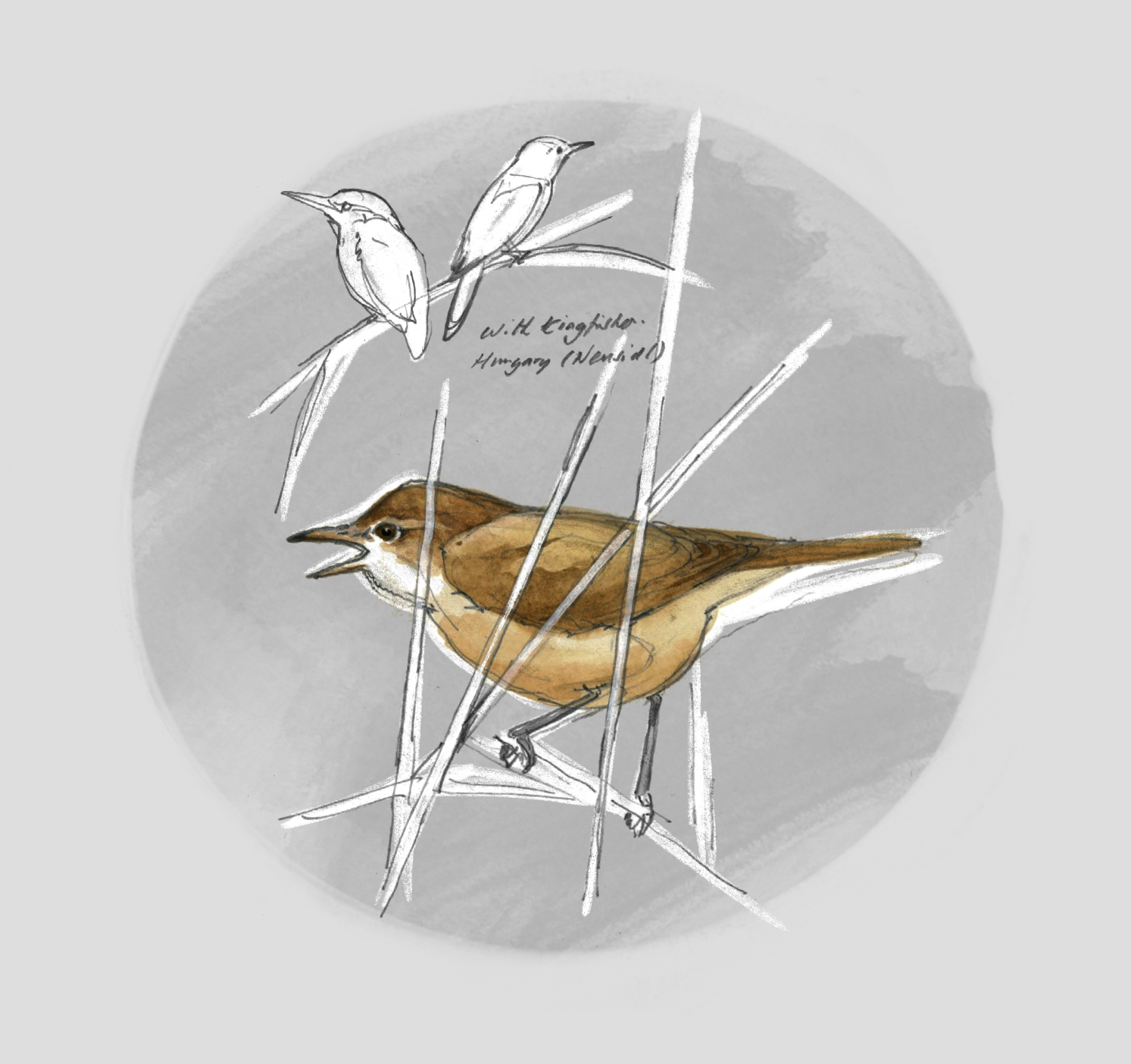 GREAT REED WARBLER (Acrocephalus arundinaceous) -Rousserolle turdoïde