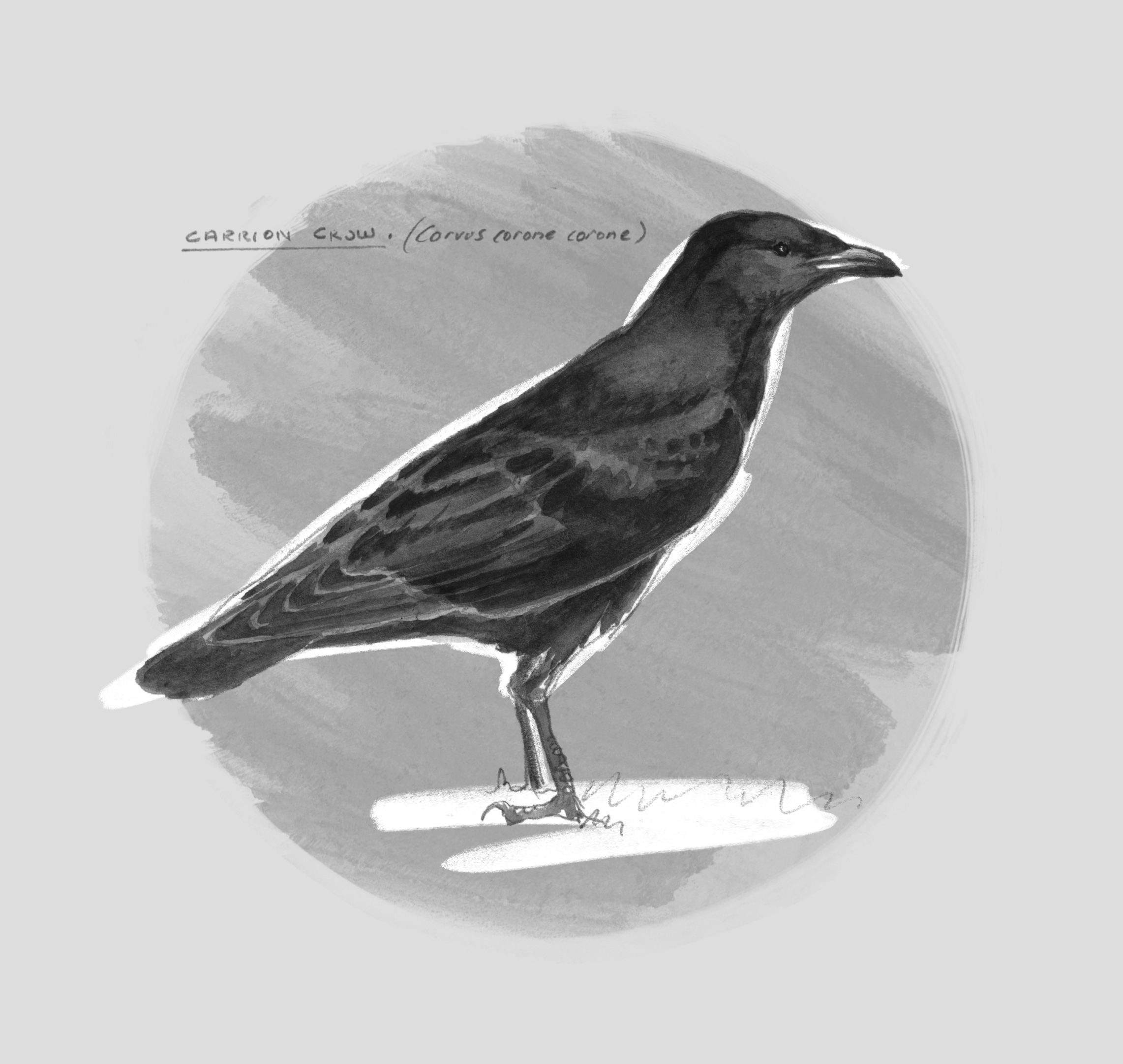 Corvus corone Ansichtskarte: Rabenkrähe carrion crow ein schönes Porträt